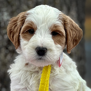 white and brown mini Goldendoodle puppy