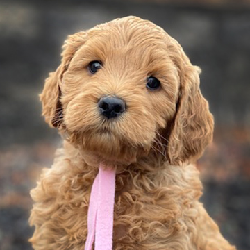 goldendoodle puppy fox creek farm