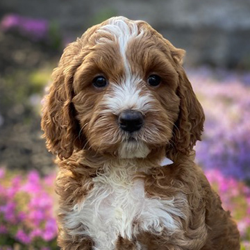 tux goldendoodle mini puppy