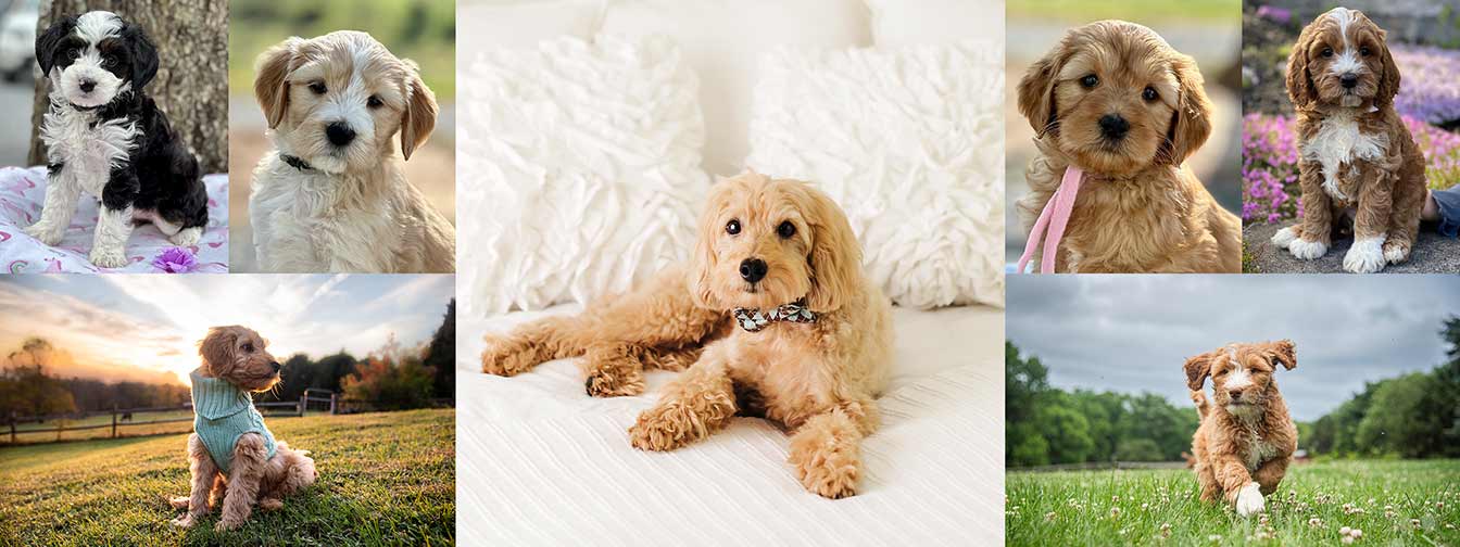 Adopt a Goldendoodle or Bernedoodle puppy