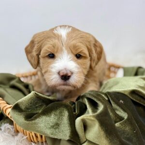 Goldendoodle puppy with hypoallergenic qualities