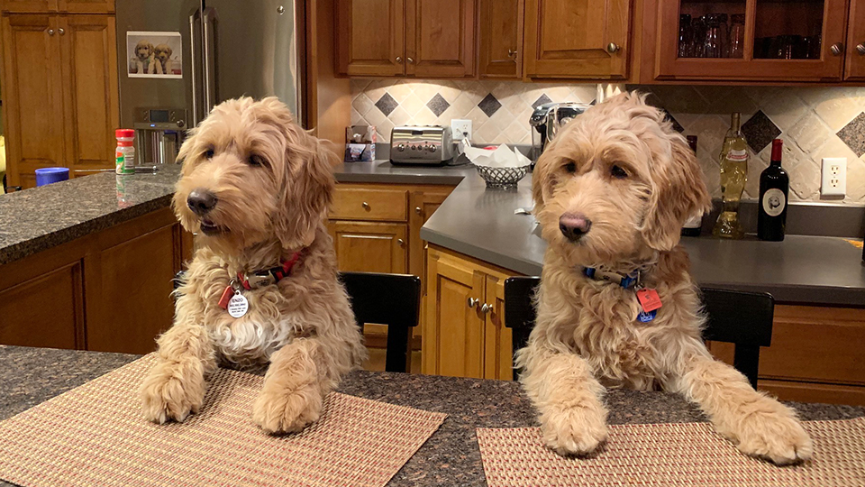 two goldendoodles sitting up at kitchen counter
