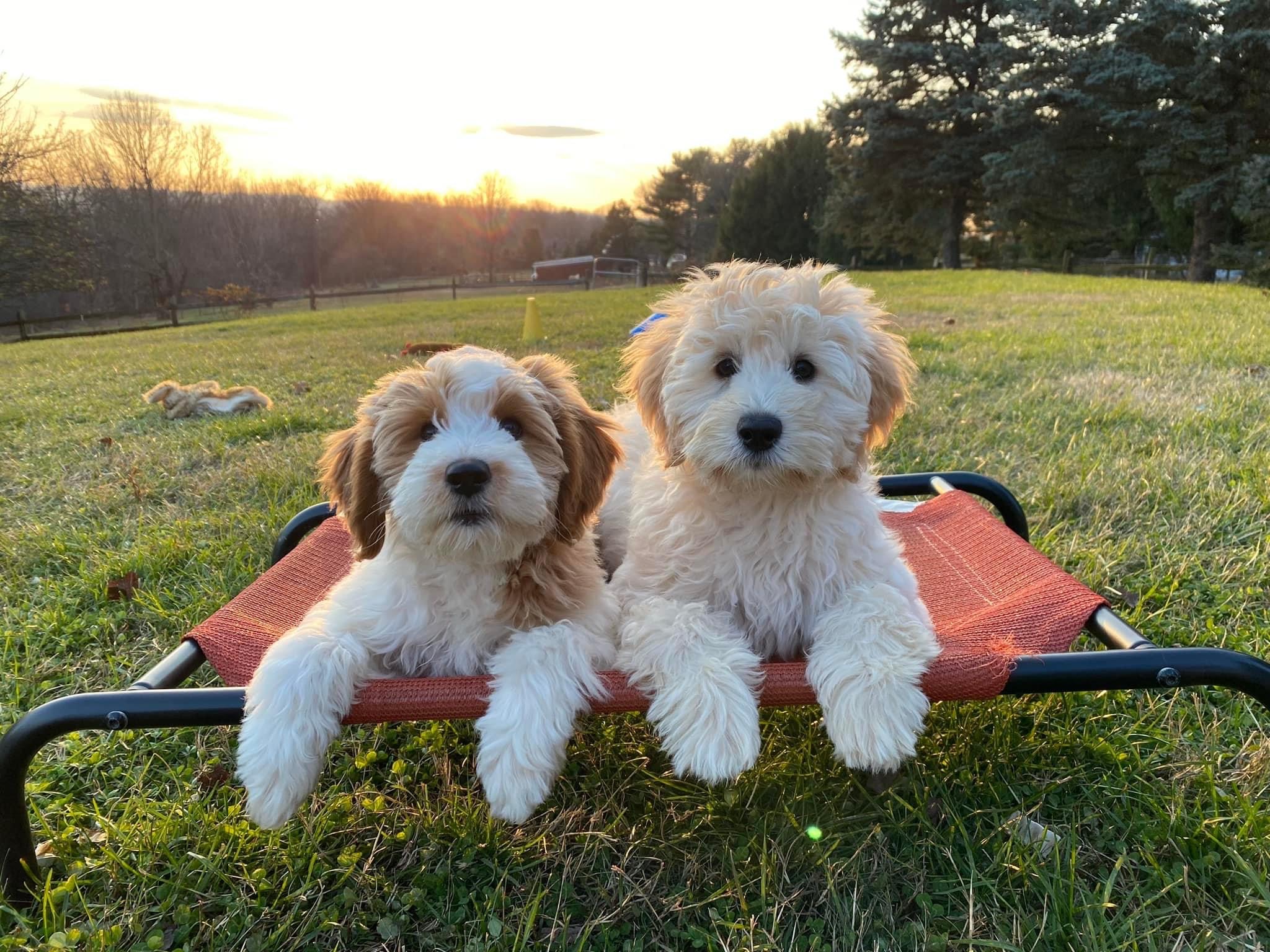 mini Goldendoodles sitting on bed outside