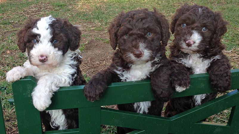 Fox Creek Farm Bernedoodle Puppies For Sale