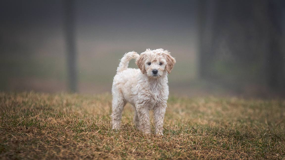 cream Goldendoodle in the fog