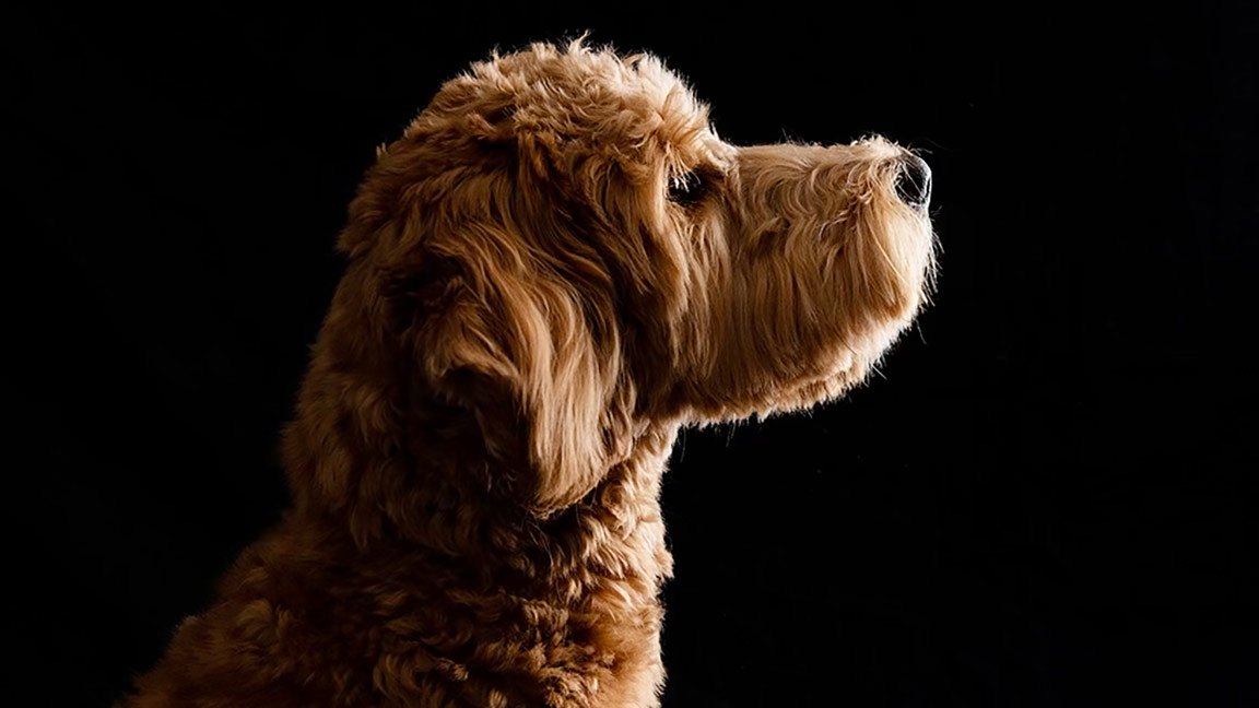 black goldendoodle puppies