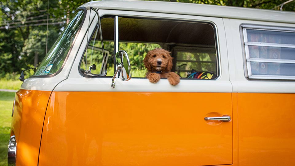 Goldendoodle driving VW bus