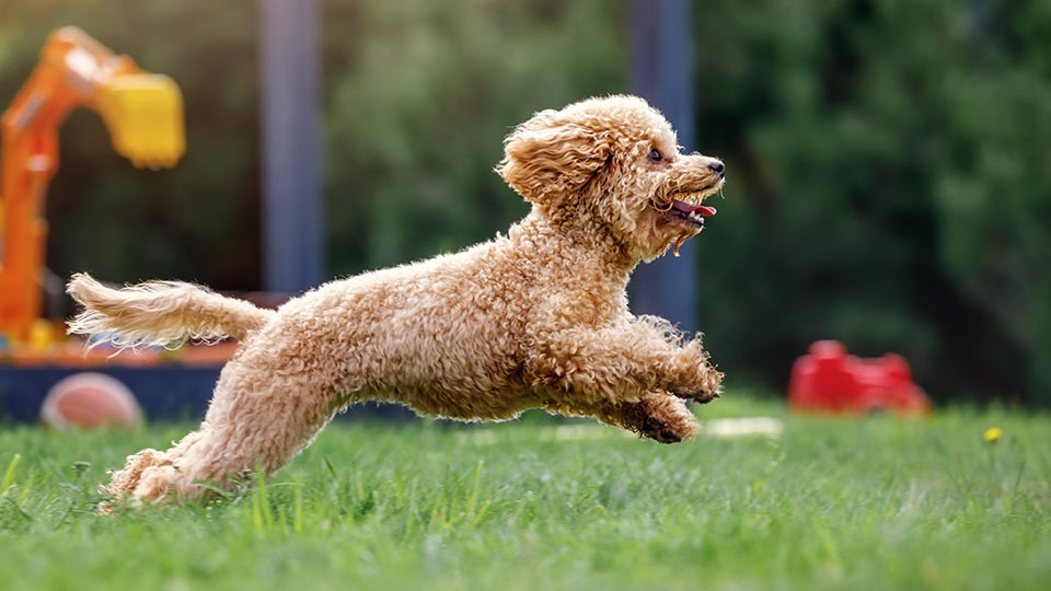 mini Goldendoodle 