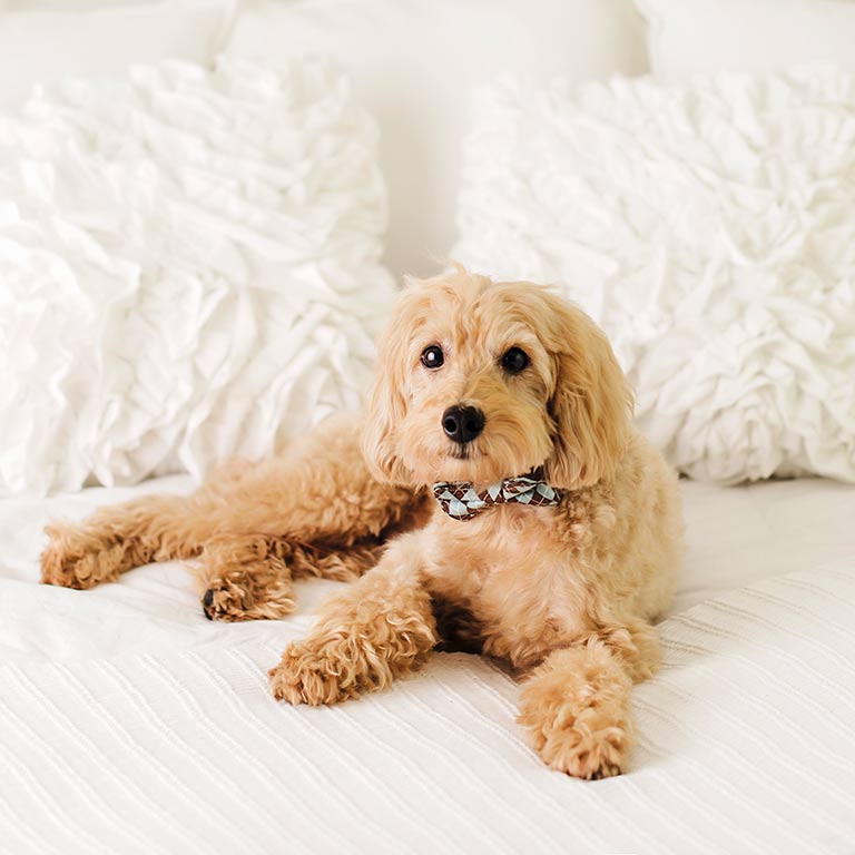 goldendoodle on white bed