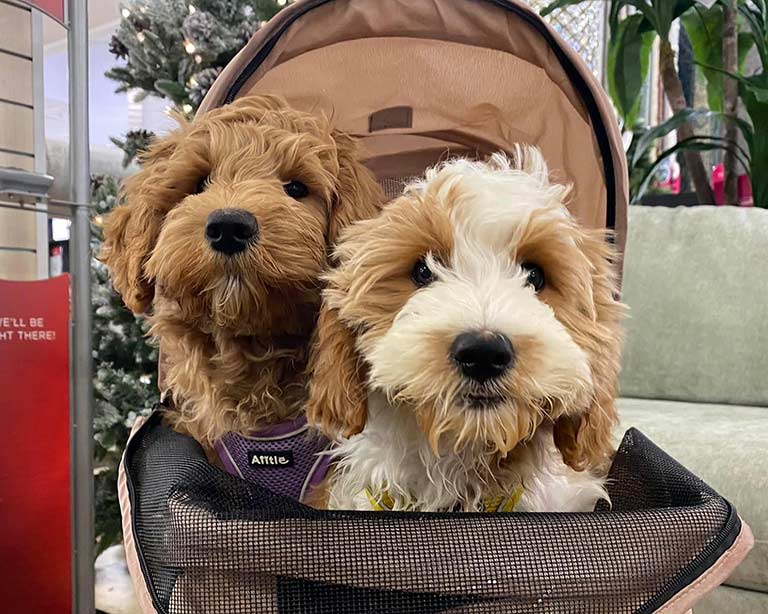 two goldendoodles in a stroller