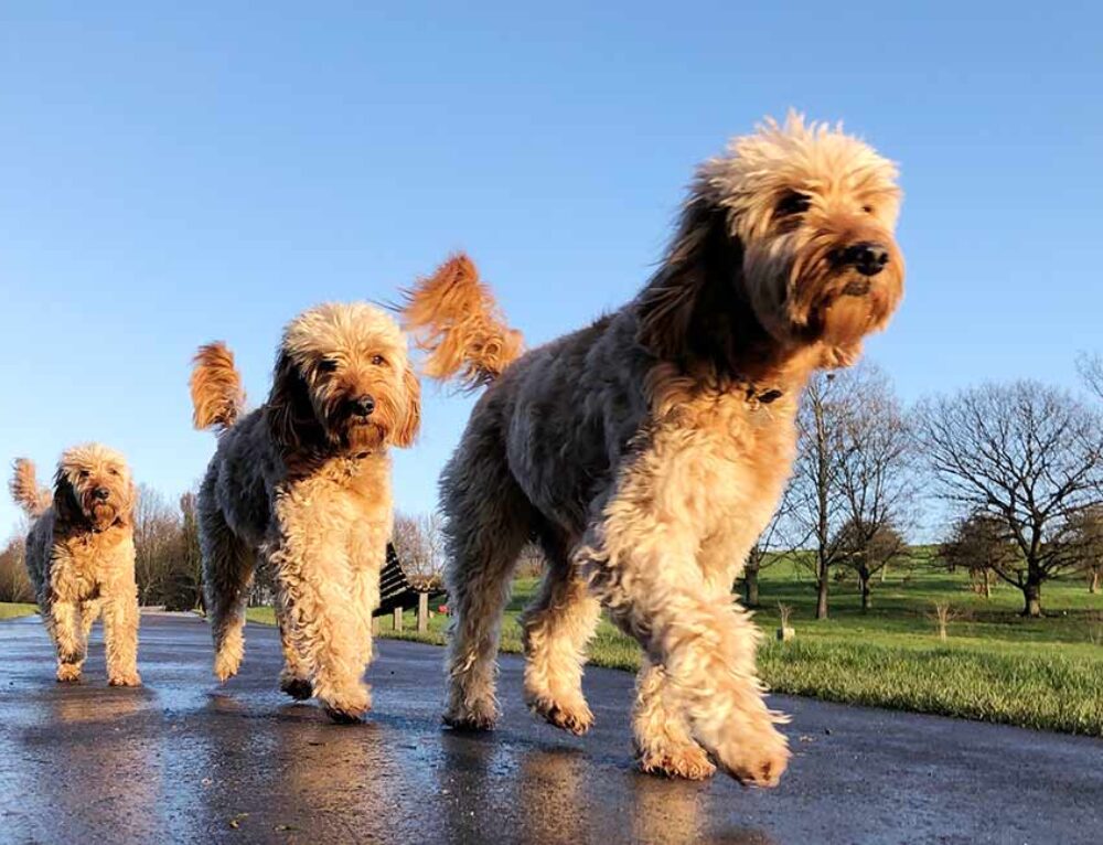 A Complete Guide on Potty Training Your Goldendoodle