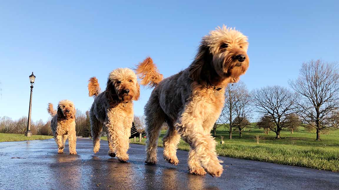 three goldendoodles out for a walk