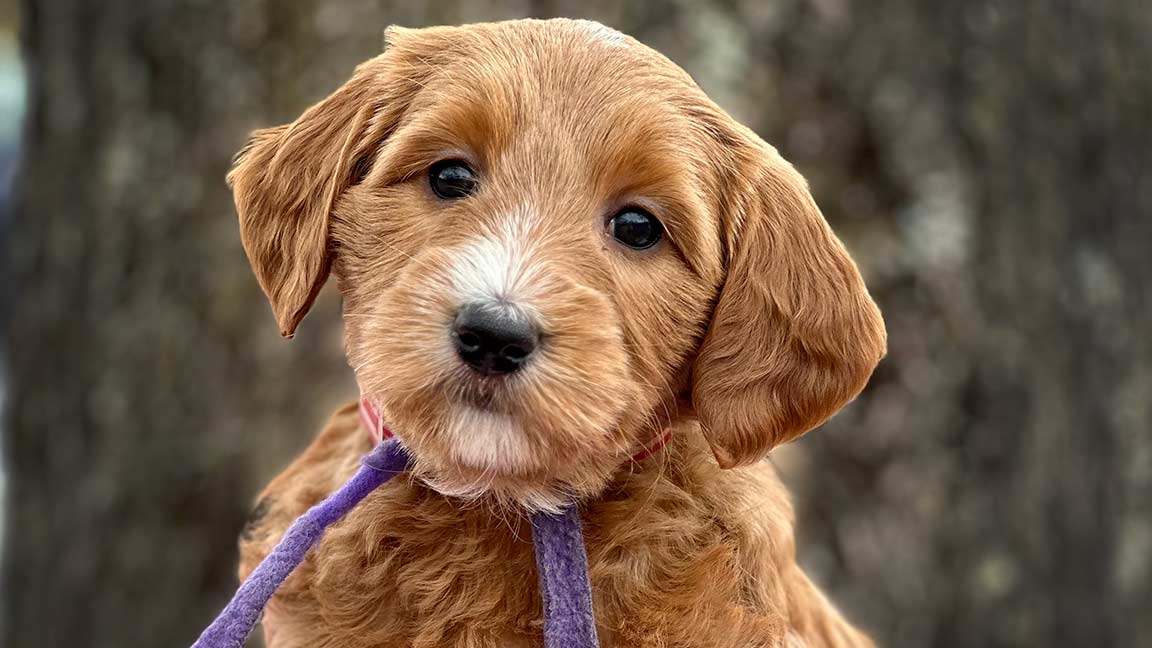 Goldendoodle puppy close up
