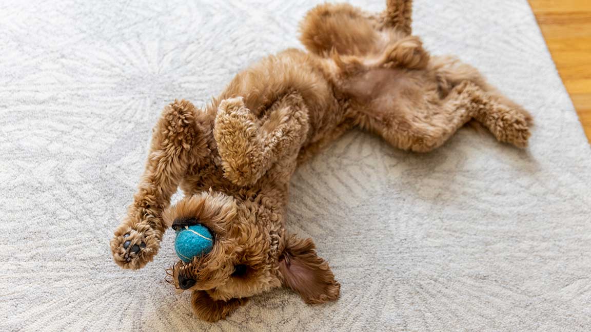 puppy laying on. back on top of bed