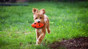 trained goldendoodle puppy at Fox Creek Farm
