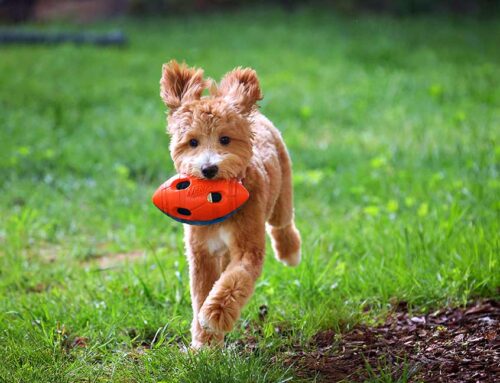 Buying a Trained Goldendoodle: Expectations vs Reality