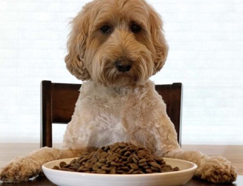 How Much Should I Feed My Dog For Great Health?