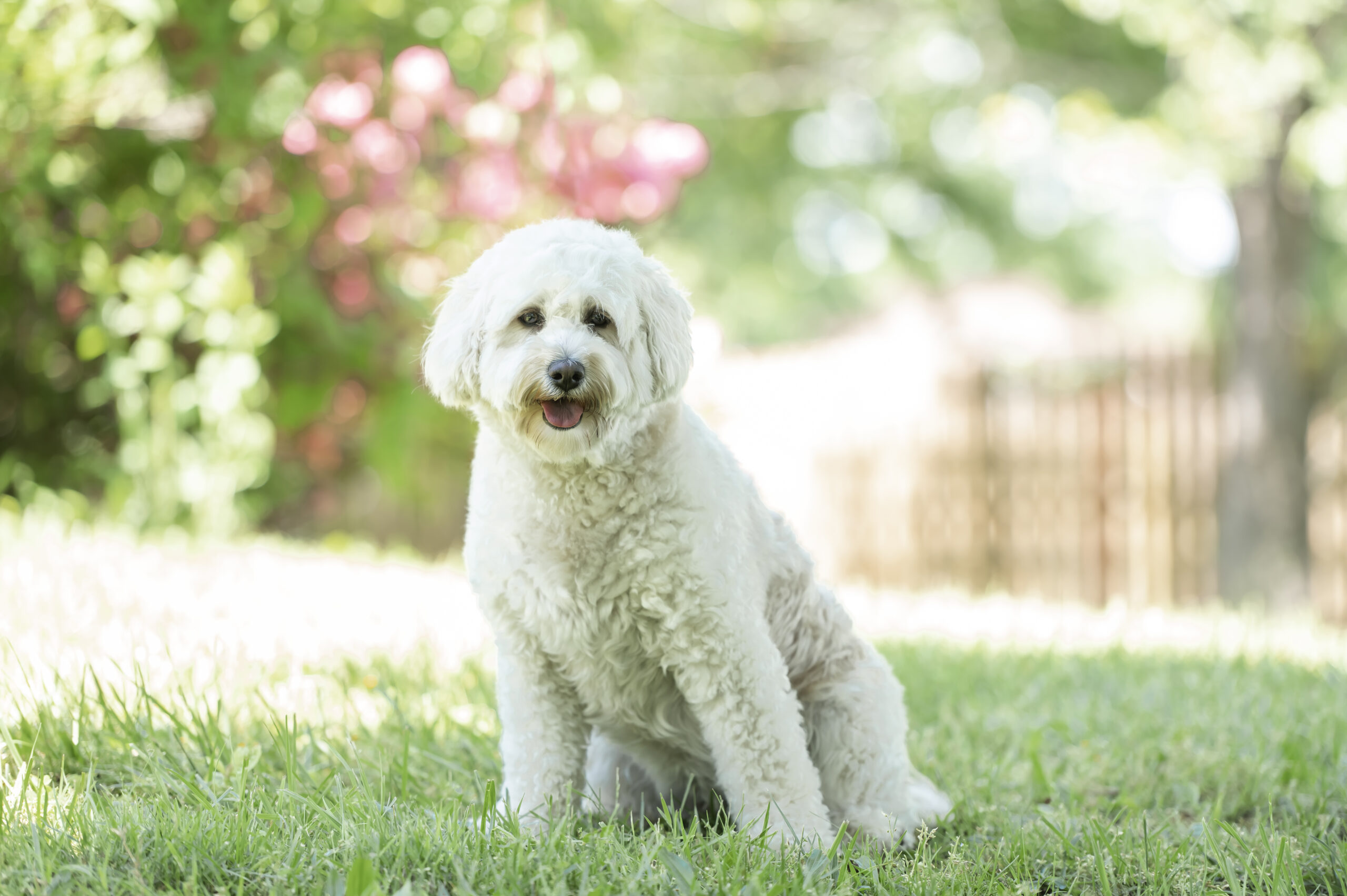 Available Goldendoodle & Bernedoodle Puppies