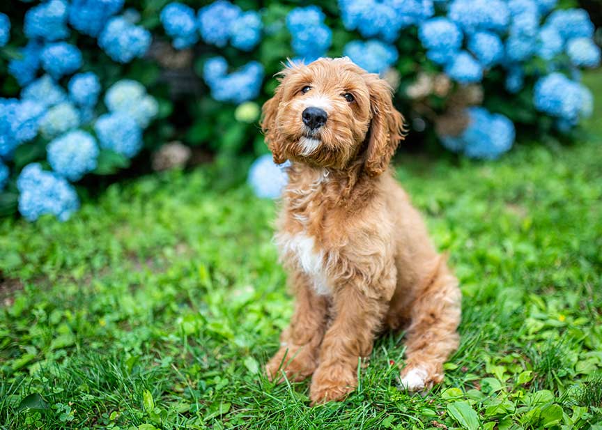 Goldendoodle Puppies for Sale in Maryland Training