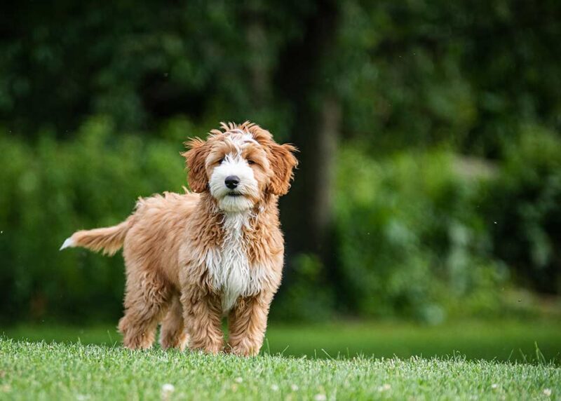 Are Goldendoodles Good Service Dogs? Fox Creek Farm