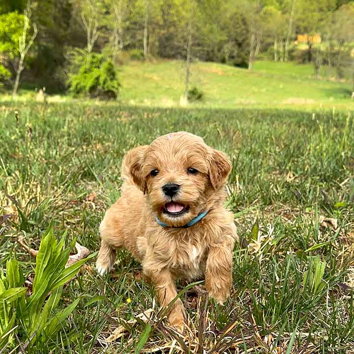 mini Goldendoodle breeders in Maryland