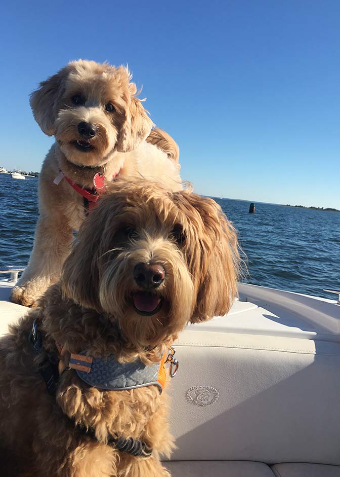 two goldendoodles on a boat ride
