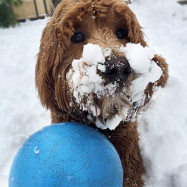 Red goldendoodle with blue ball in the snow, with a snow covered beard