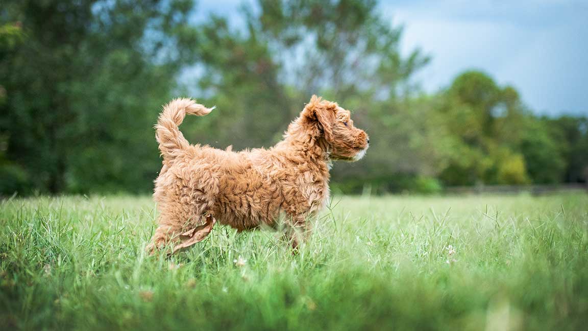 Virginia Goldendoodle Dog Breeder, puppy in field
