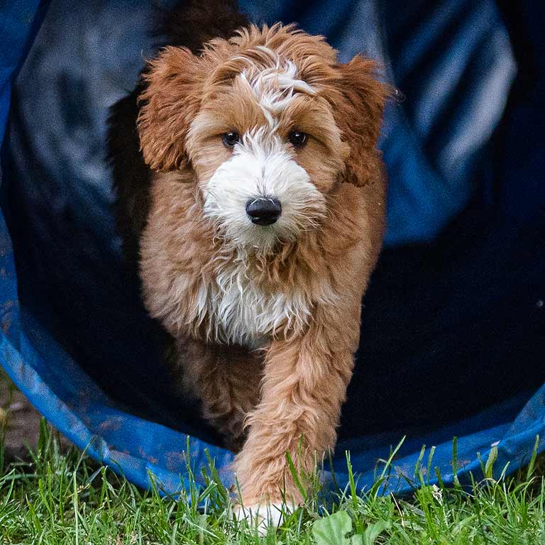 goldendoodle service dogs for adoption