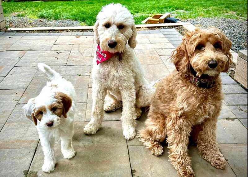Top Reasons Goldendoodles Are So Popular Goldendoodle Love