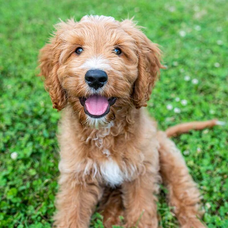 Are Goldendoodles Good Service Dogs? | Fox Creek Farm