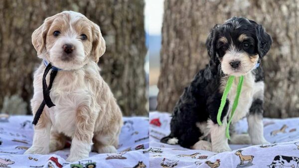 Get to Know the Mini Golden Mountain Doodle | Fox Creek