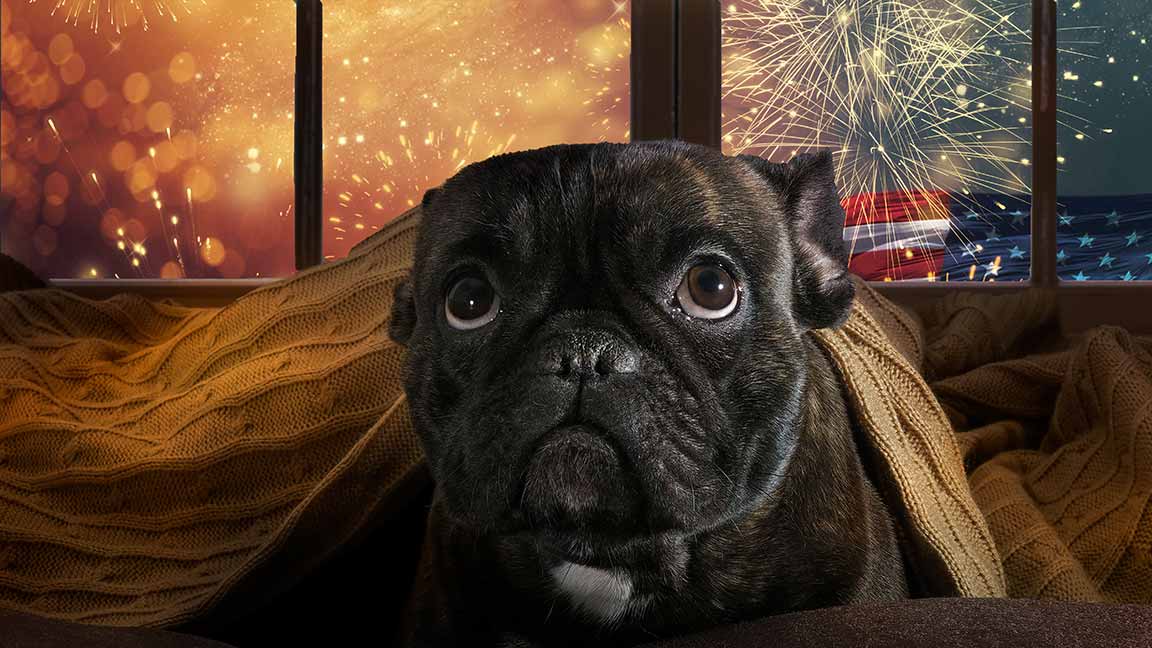 How to calm your Dog During Fireworks