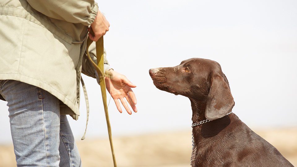 man training dog in virginia