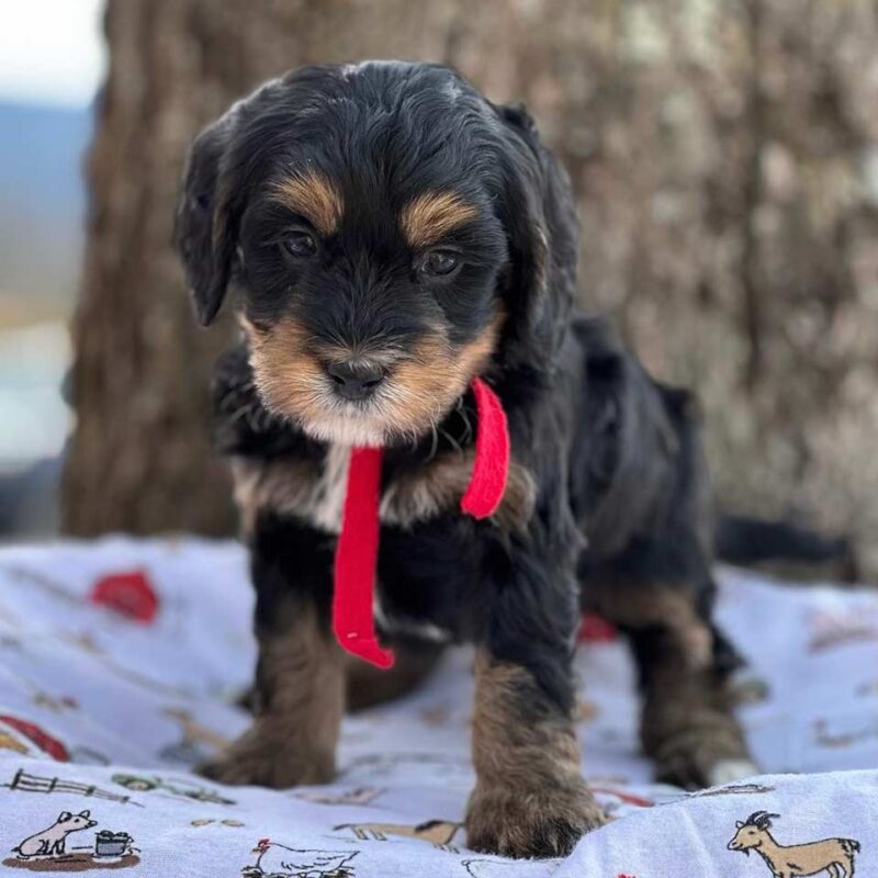 get-to-know-the-mini-golden-mountain-doodle-fox-creek