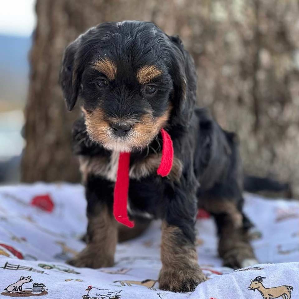 mini bernedoodle puppy for sale at Fox Creek Farm