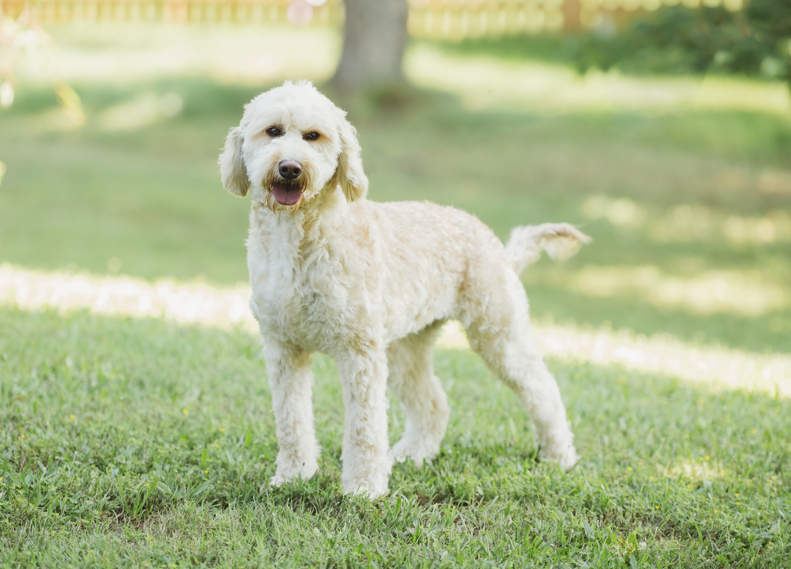 Available Goldendoodle & Bernedoodle Puppies