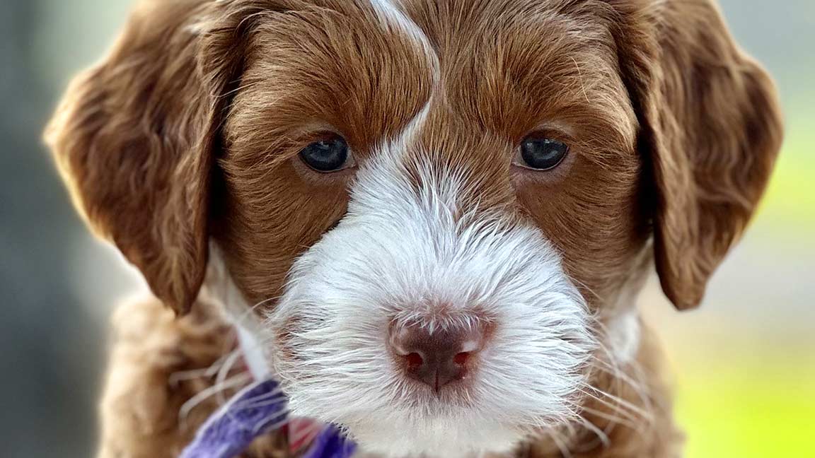 close up of a puppy from the best mini goldendoodle breeder in the united states; Fox Creek Farm