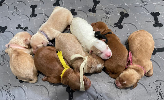 newborn mini goldendoodles at fox creek farm