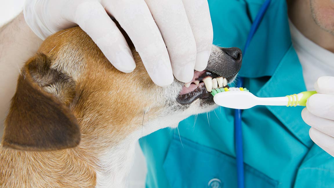brushing dogs teeth