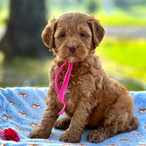 red goldendoodle puppy