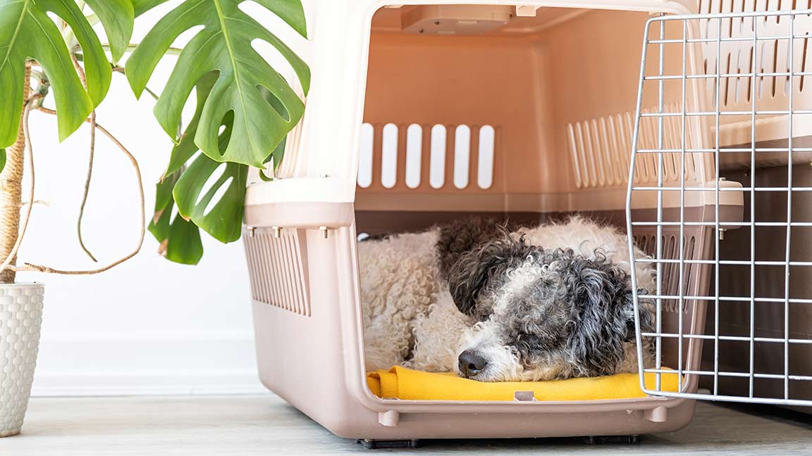 Doodle in its crate sleeping