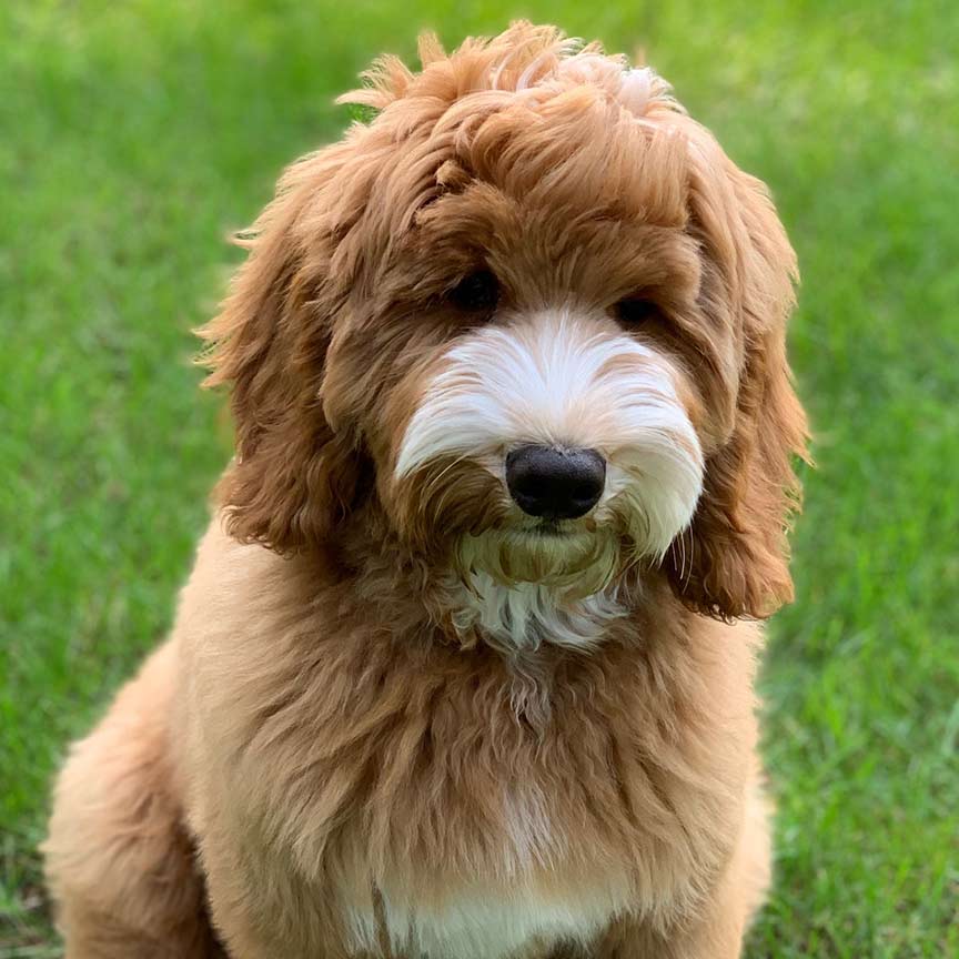 Goldendoodle crate outlet