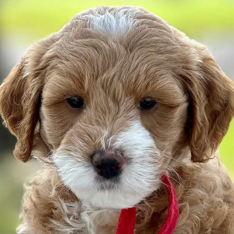 mini goldendodle white and red, fox creek farm goldendoodles