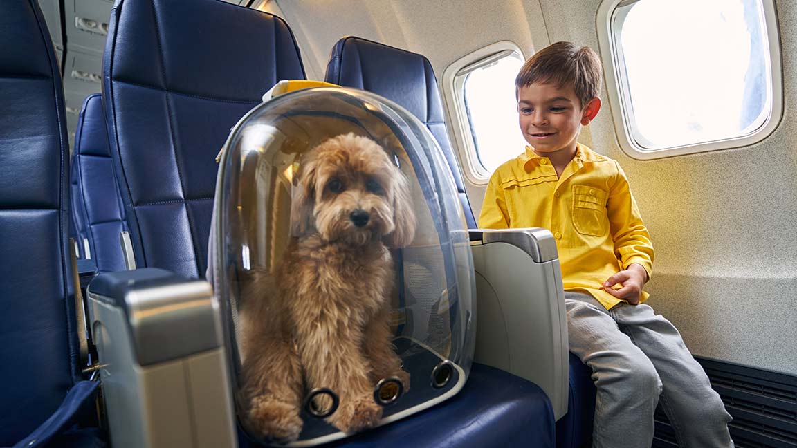 goldendoodle delivery by plane