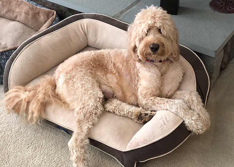goldendoodle in her bed