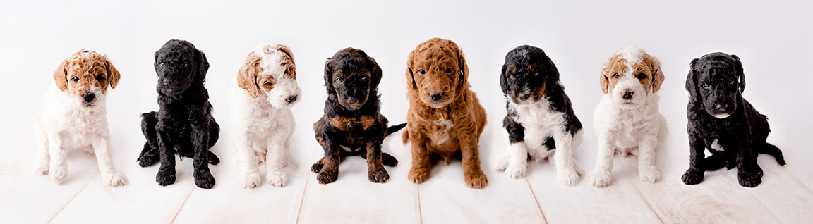 goldendoodle puppies for sale in New Jersey 