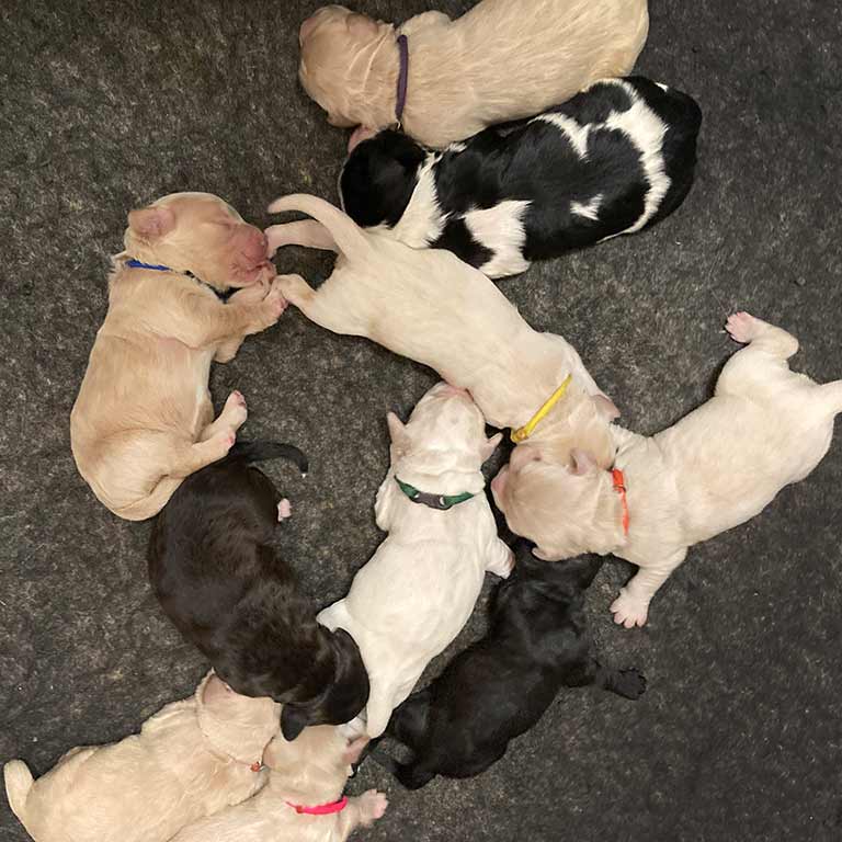 newborn Goldendoodle puppies fox creek farm