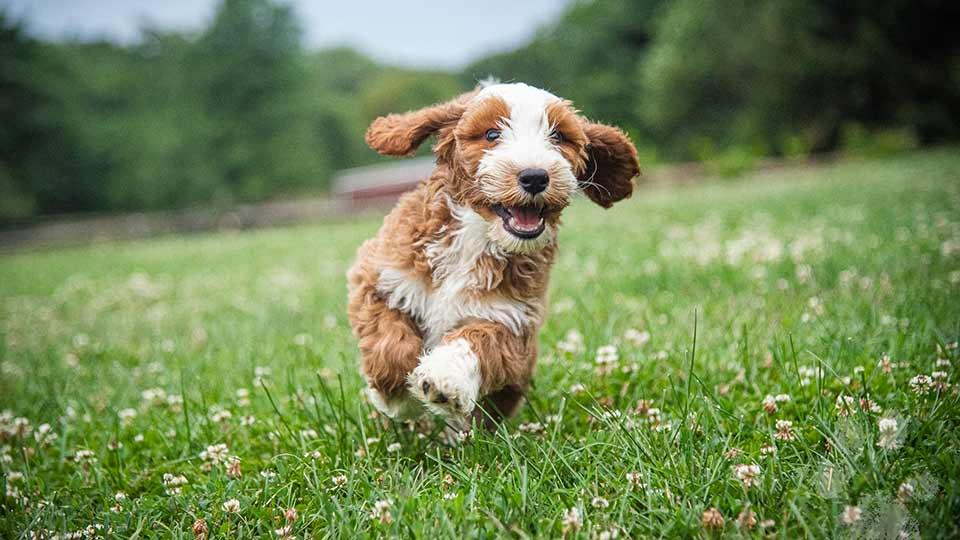 Goldendoodle puppy running in grass at Fox Creek Farm