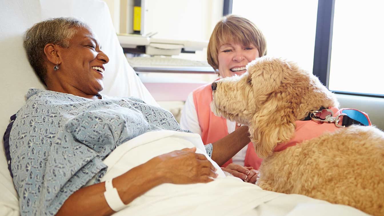 goldendoodle at the hospital doing therapy